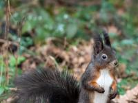 Eichhörnchen dunkelbraun